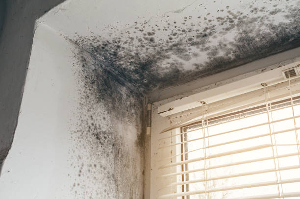 Affordable Mold Remediation solutions in Fairchild AFB, WA